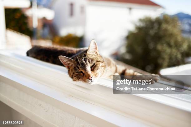 domestic tabby cat lies on the windowsill against the blue sky. - tom cat stock pictures, royalty-free photos & images