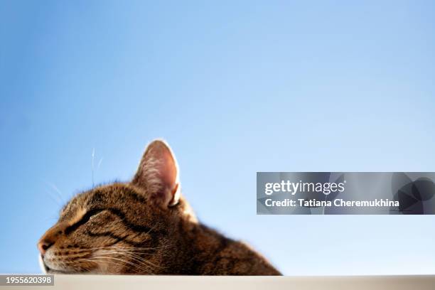 domestic tabby cat lies on the windowsill against the blue sky. minimalism. - tom cat stock pictures, royalty-free photos & images