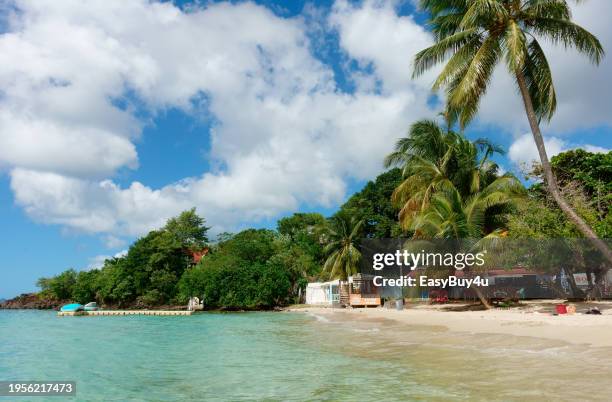 tropical beach - martinique beach stock pictures, royalty-free photos & images