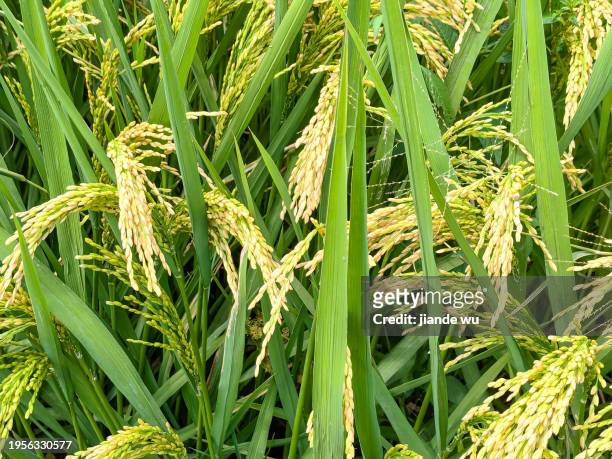 ears of rice harvested in autumn - chinese famine stock pictures, royalty-free photos & images