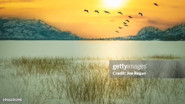 canada geese at sunset - okanagan valley british columbia stock pictures, royalty-free photos & images