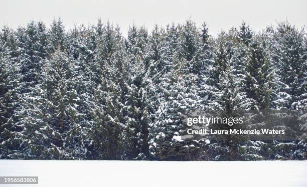 snowy pines - laura mckenzie stock pictures, royalty-free photos & images