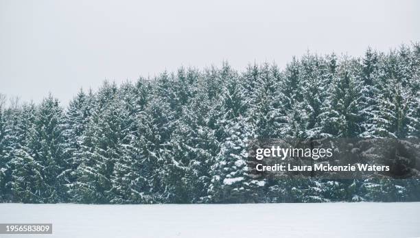 snowy pines - laura mckenzie stock pictures, royalty-free photos & images