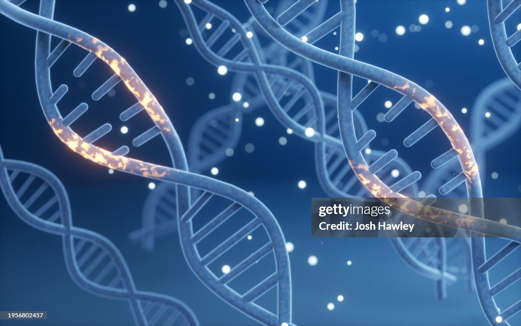Genomic DNA molecular structure