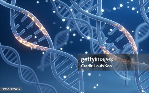 Genomic DNA molecular structure Genomic DNA molecular structure