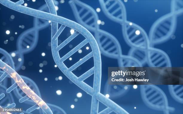 science biotechnology dna chromosome - adn fotografías e imágenes de stock