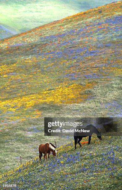 wildflowers signal comeback from drought and fires - california golden poppy stock pictures, royalty-free photos & images