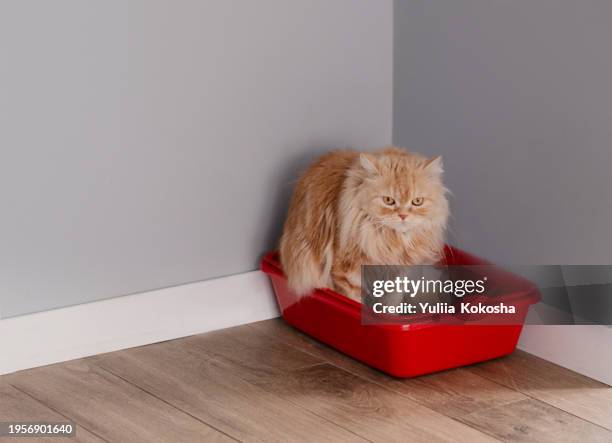 cat sitting in litter box in living room - cat litter stock pictures, royalty-free photos & images