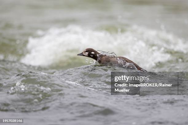 harlequin duck (histrionicus histrionicus), female, swimming in a raging river, laxa river, lake myvatn, iceland, europe - laxa stock pictures, royalty-free photos & images