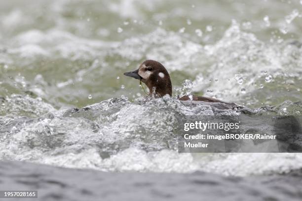 harlequin duck (histrionicus histrionicus), female, swimming in a raging river, laxa river, lake myvatn, iceland, europe - laxa stock pictures, royalty-free photos & images