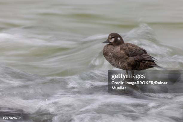 harlequin duck (histrionicus histrionicus), female, on a stone in a raging river, long exposure, laxa river, lake myvatn, iceland, europe - laxa stock pictures, royalty-free photos & images