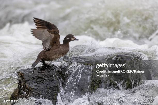 harlequin duck (histrionicus histrionicus), female, wings up, on a stone in a raging river, long exposure, laxa river, lake myvatn, iceland, europe - laxa stock pictures, royalty-free photos & images