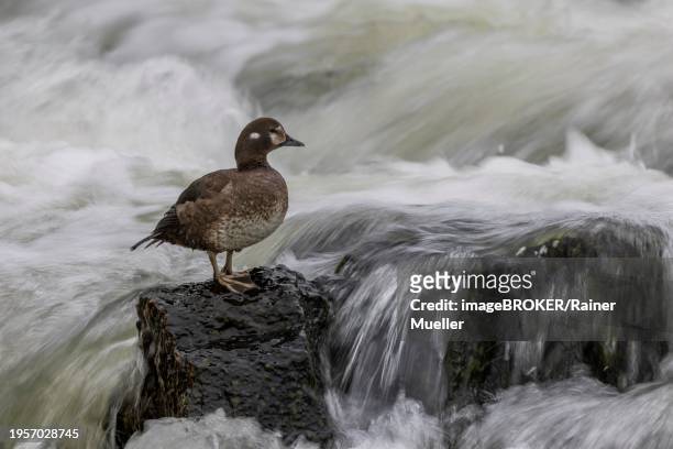 harlequin duck (histrionicus histrionicus), female, on a stone in a raging river, long exposure, laxa river, lake myvatn, iceland, europe - laxa stock pictures, royalty-free photos & images