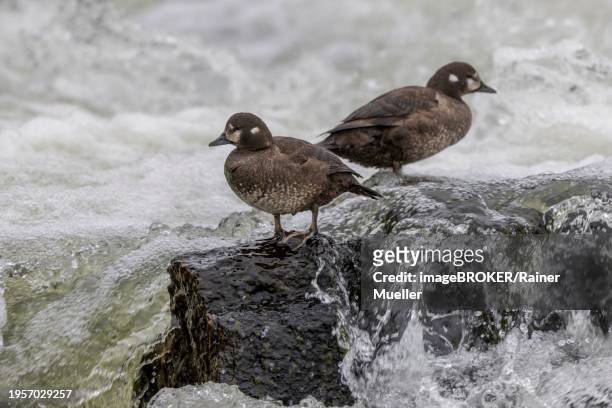 harlequin duck (histrionicus histrionicus), female, 2 specimens, on a stone in a raging river, laxa river, lake myvatn, iceland, europe - laxa stock pictures, royalty-free photos & images