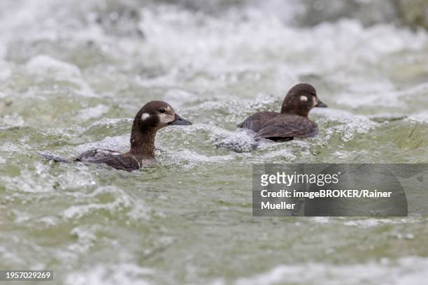 harlequin duck (histrionicus histrionicus), female, 2 specimens, swimming in the raging river, laxa river, lake myvatn, iceland, europe - laxa stock pictures, royalty-free photos & images