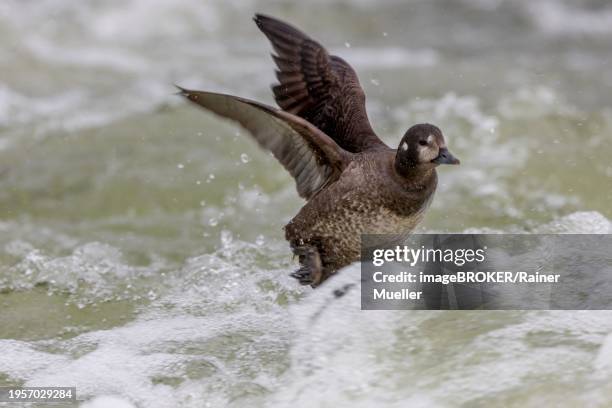 harlequin duck (histrionicus histrionicus), female, swimming in the raging river, on take-off. laxa river, lake myvatn, iceland, europe - laxa stock pictures, royalty-free photos & images