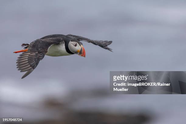 puffin (fratercula arctica), in flight, grimsey island, iceland, europe - icelands grimsey island photos et images de collection
