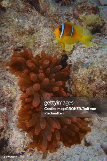 fluorescent bubble-tip anemone (entacmaea quadricolor) with red sea clownfish (amphiprion bicinctus), dive site house reef, mangrove bay, el quesir, red sea, egypt, africa - entacmaea quadricolor stock pictures, royalty-free photos & images