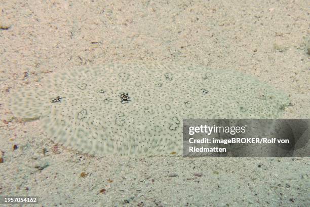 well camouflaged finless sole (pardachirus marmoratus) in the sand. dive site house reef, mangrove bay, el quesir, red sea, egypt, africa - moses sole stock pictures, royalty-free photos & images