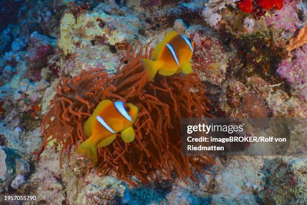 pair of red sea clownfish (amphiprion bicinctus) at its fluorescent bubble-tip anemone (entacmaea quadricolor), dive site house reef, mangrove bay, el quesir, red sea, egypt, africa - entacmaea stock pictures, royalty-free photos & images