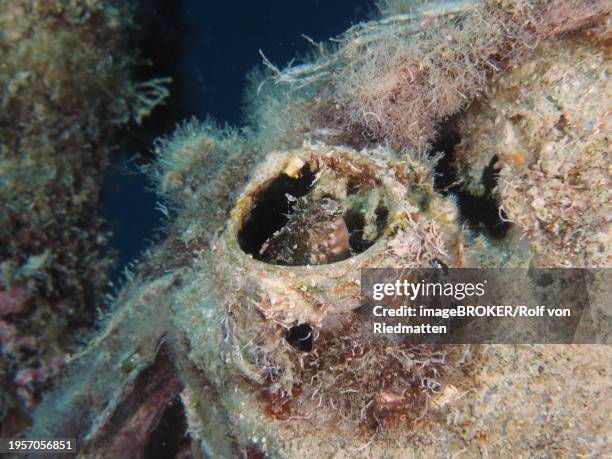 a sabre-toothed blenny (petroscirtes mitratus) inhabits a plastic canister, marine pollution, dive site house reef, mangrove bay, el quesir, red sea, egypt, africa - false cleanerfish stock pictures, royalty-free photos & images