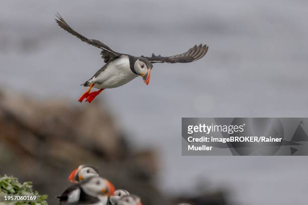 puffin (fratercula arctica), approaching to land, grimsey island, iceland, europe - icelands grimsey island photos et images de collection