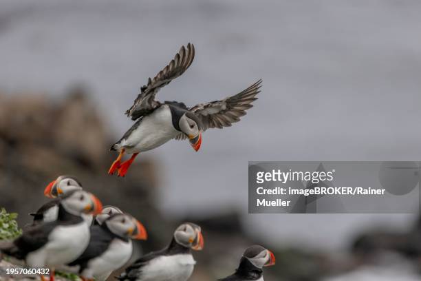 puffin (fratercula arctica), approaching to land, grimsey island, iceland, europe - icelands grimsey island photos et images de collection