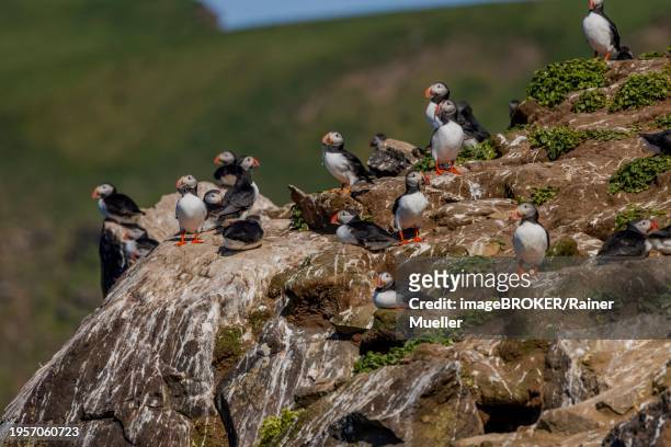 puffin (fratercula arctica), group at breeding site, grimsey island, iceland, europe - icelands grimsey island photos et images de collection