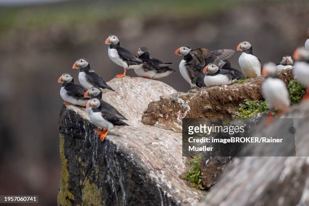 puffin (fratercula arctica), group at breeding site, grimsey island, iceland, europe - icelands grimsey island photos et images de collection