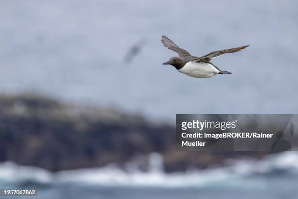 common guillemot (uria aalge), flying, grimsey island, iceland, europe - icelands grimsey island photos et images de collection