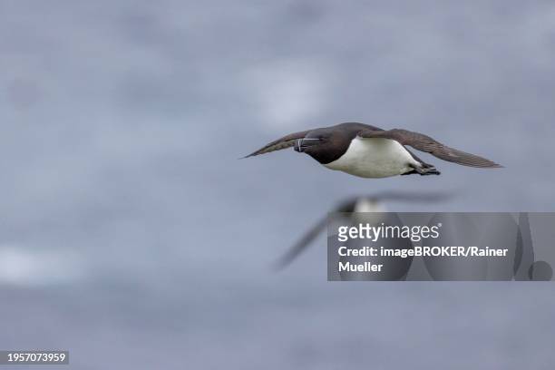 razorbill (alca torda), flies, grimsey island, iceland, europe - icelands grimsey island photos et images de collection