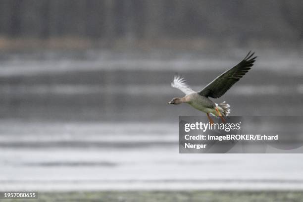 bean goose (anser fabalis), landing, emsland, lower saxony, germany, europe - anser fabalis stock pictures, royalty-free photos & images