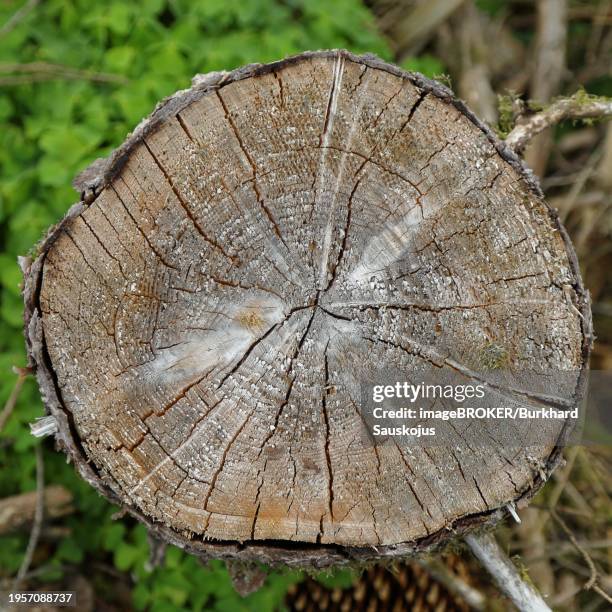 Spruce Rings 11 Spruce Wood Rings Stock Photos, High-Res Pictures, and Images ...