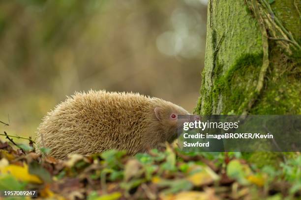 european hedgehog (erinaceus europaeus) adult albino animal in a woodland, suffolk, england, united kingdom, europe - albino animals stock pictures, royalty-free photos & images