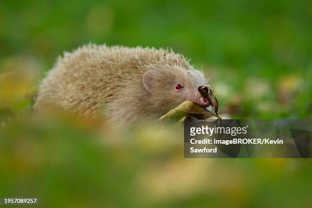 european hedgehog (erinaceus europaeus) adult albino animal walking in a woodland, suffolk, england, united kingdom, europe - albino animals stock pictures, royalty-free photos & images