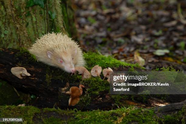 european hedgehog (erinaceus europaeus) adult albino animal walking over a fallen branch in a woodland, suffolk, england, united kingdom, europe - albino animals stock pictures, royalty-free photos & images