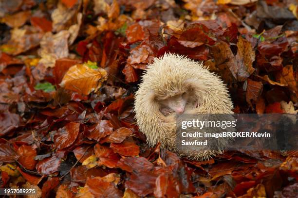 european hedgehog (erinaceus europaeus) adult albino animal sleeping in fallen autumn leaves, suffolk, england, united kingdom, europe - albino animals stock pictures, royalty-free photos & images