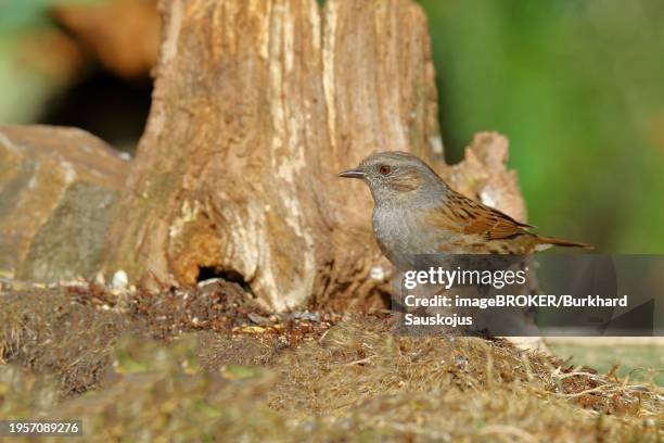 dunnock (prunella modularis), sitting on a tree root, wilden, siegerland, north rhine-westphalia, germany, europe - prunellidae stock pictures, royalty-free photos & images