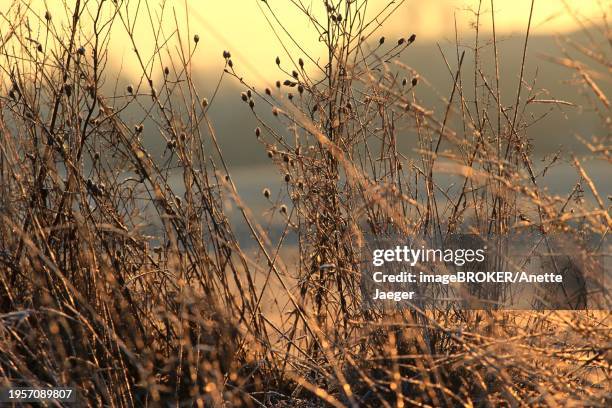 morning in winter on the elbe in dresden, january, saxony, germany, europe - anette dawn stock pictures, royalty-free photos & images