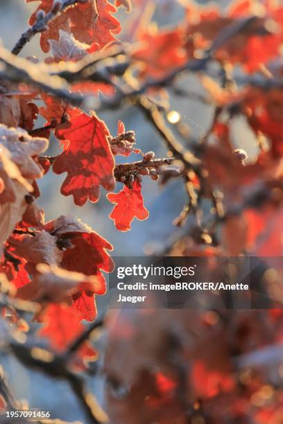morning in winter at the elbe in dresden, oak, january, saxony, germany, europe - anette dawn stock pictures, royalty-free photos & images