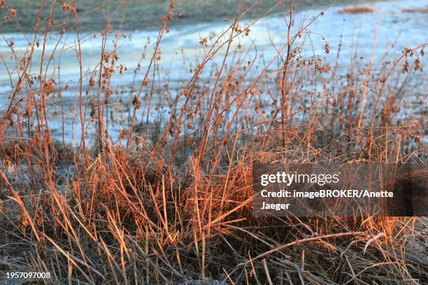 morning in winter on the elbe in dresden, january, saxony, germany, europe - anette dawn stock pictures, royalty-free photos & images