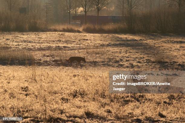 morning in winter in dresden, dog, saxony, germany, europe - anette dawn stock pictures, royalty-free photos & images