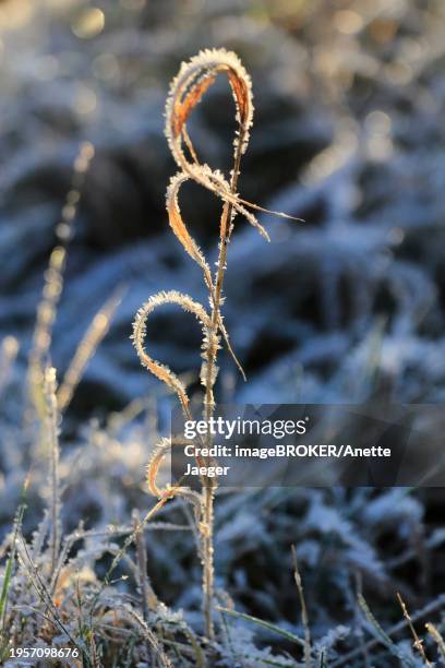 morning in winter in dresden, grasses with hoarfrost, saxony, germany, europe - anette dawn stock pictures, royalty-free photos & images