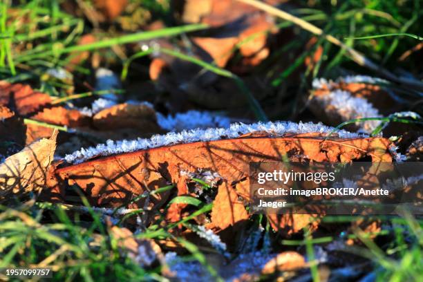 morning in winter in dresden, hoarfrost, saxony, germany, europe - anette dawn stock pictures, royalty-free photos & images