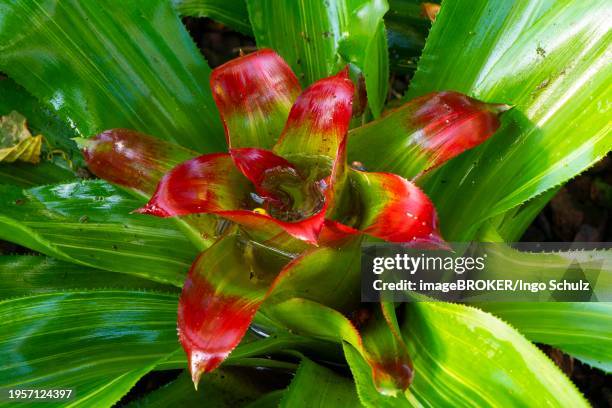nest bromeliad (nidularium innocentii var. lineatum), brazil, south america - nidularium imagens e fotografias de stock