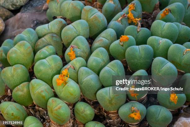 (conophytum bilobum) living stone, noonday flower, south africa, africa - aizoaceae stock pictures, royalty-free photos & images