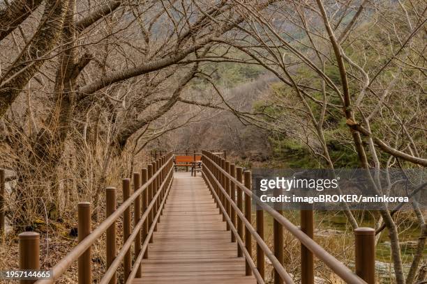 boardwalk under leafless trees leading to park benches next to mountain river, south korea, south korea, asia - footsteps on a boardwalk bildbanksfoton och bilder