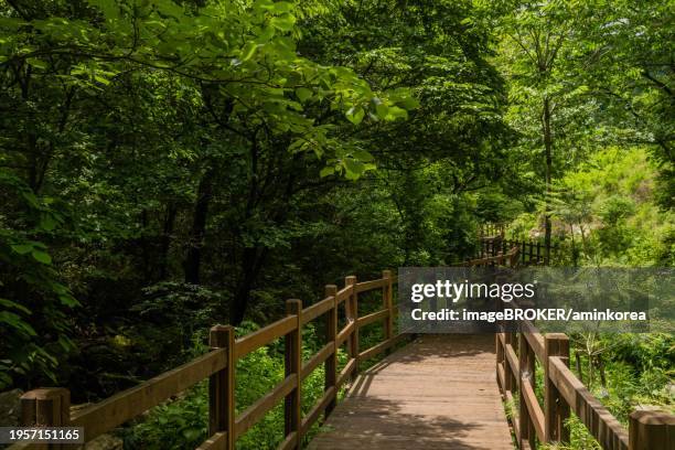 wooden boardwalk through lush verdant trees in mountain recreational forest, south korea, asia - footsteps on a boardwalk bildbanksfoton och bilder