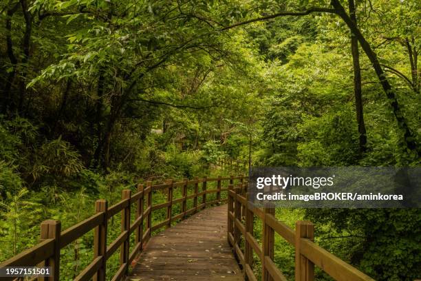 wooden boardwalk through trees in mountain recreational forest, south korea, asia - footsteps on a boardwalk bildbanksfoton och bilder