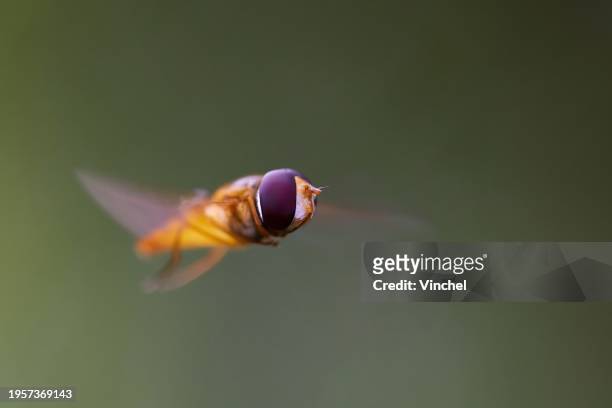 hoverfly - asarkina sp - hovering stock pictures, royalty-free photos & images
